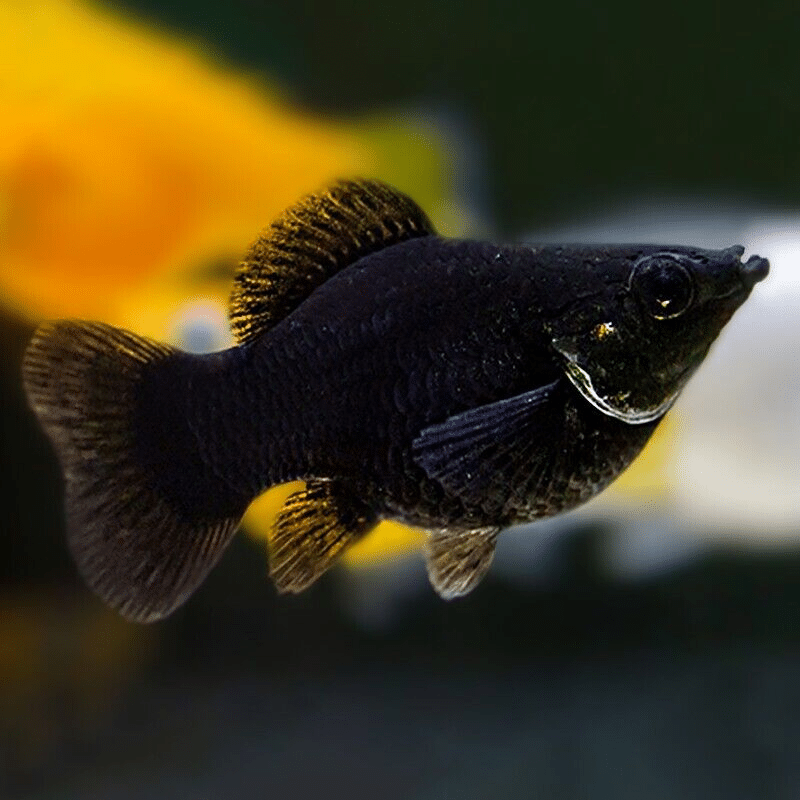 10 X Black Sailfin Balloon Mollies – Poecilia Latipinna – Livebearer ...