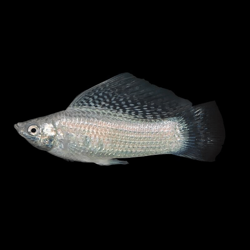 10 X Silver Sailfin Mollies – Poecilia Latipinna – Livebearer - AquaTropics