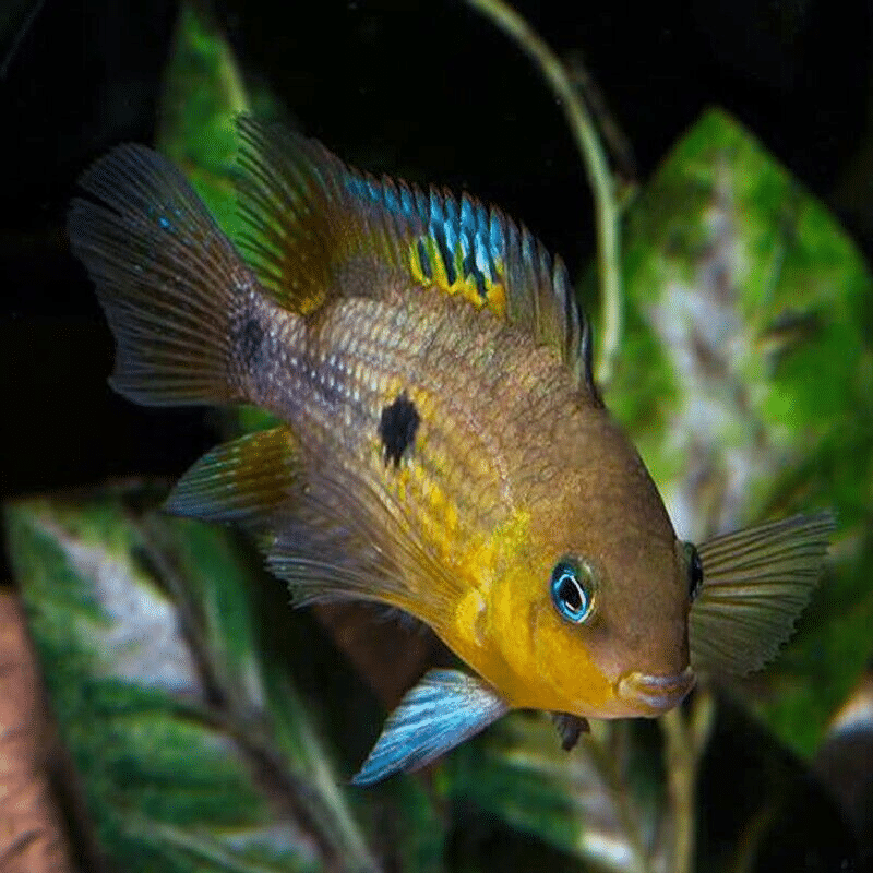 Amatitlania Myrnae – Topaz Cichlid – South American Cichlid - AquaTropics