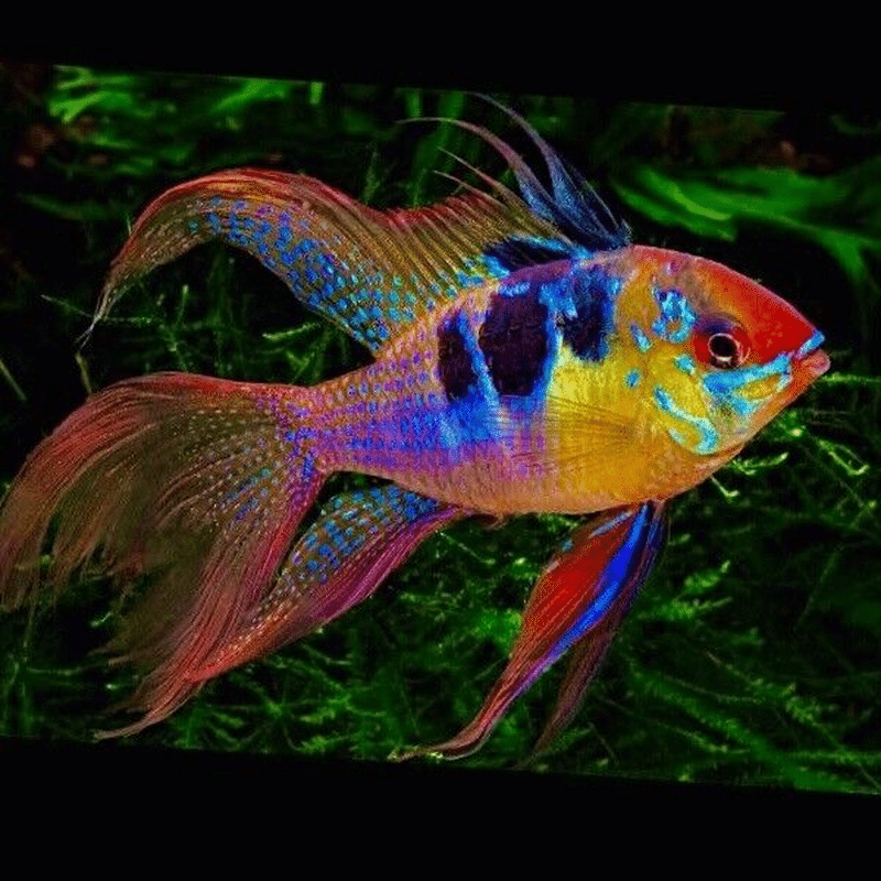 Beautiful Ramirez’S Dwarf Cichlid Long Fin Rare and Exotic - AquaTropics