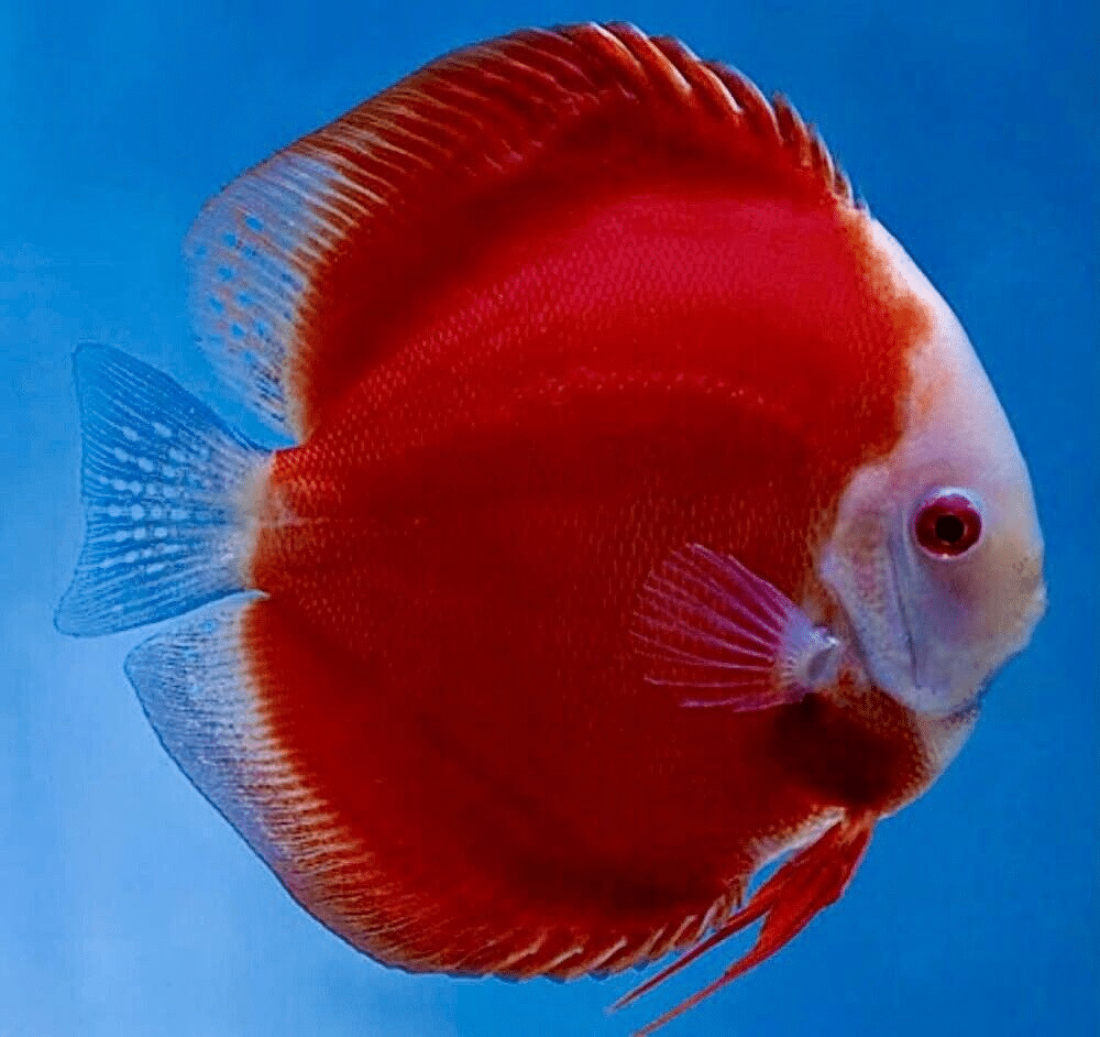 Discus Fish Red Melon Symphysodon Aequifasciatus 5Cm 2” - AquaTropics