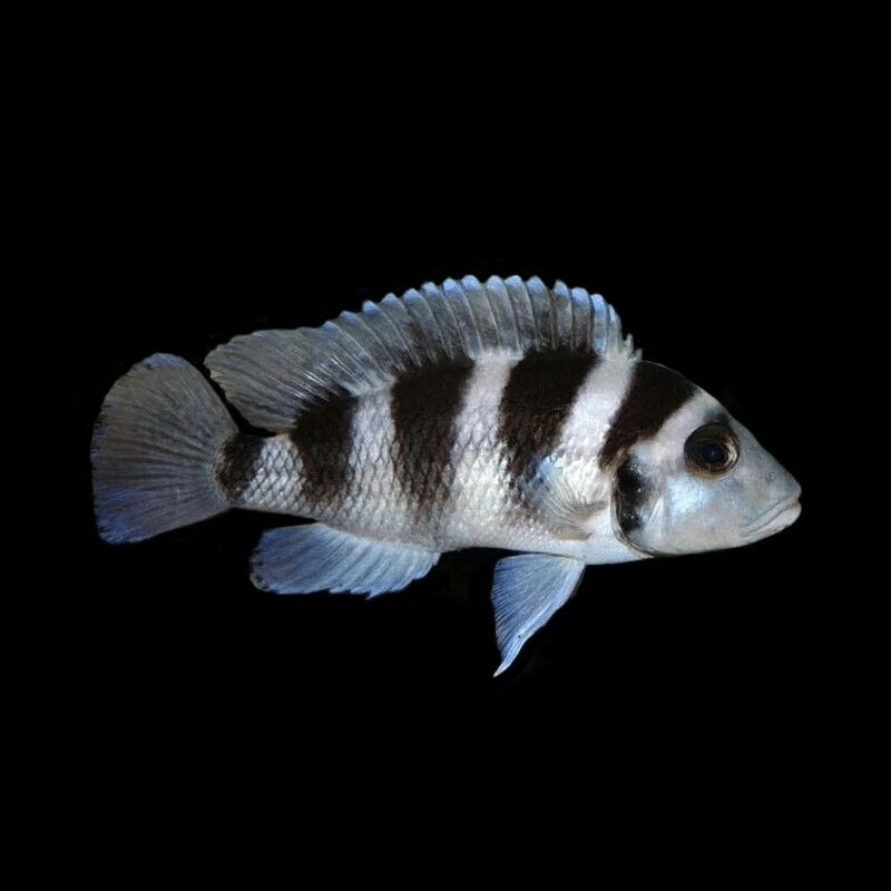 Five-Barred Lamprologus – Neolamprologus Tretocephalus – Lake ...