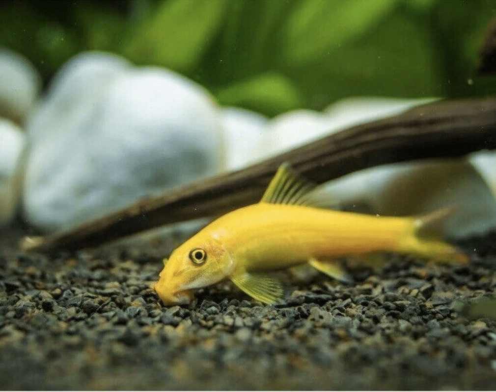 GOLDEN CHINESE ALGAE EATER -SUCKING LOACH - AquaTropics