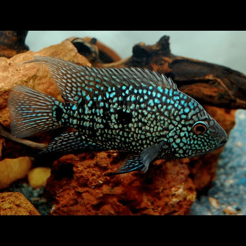 Herichthys Carpintis – Pearlscale Cichlid – Texas Cichlid – Mexican ...