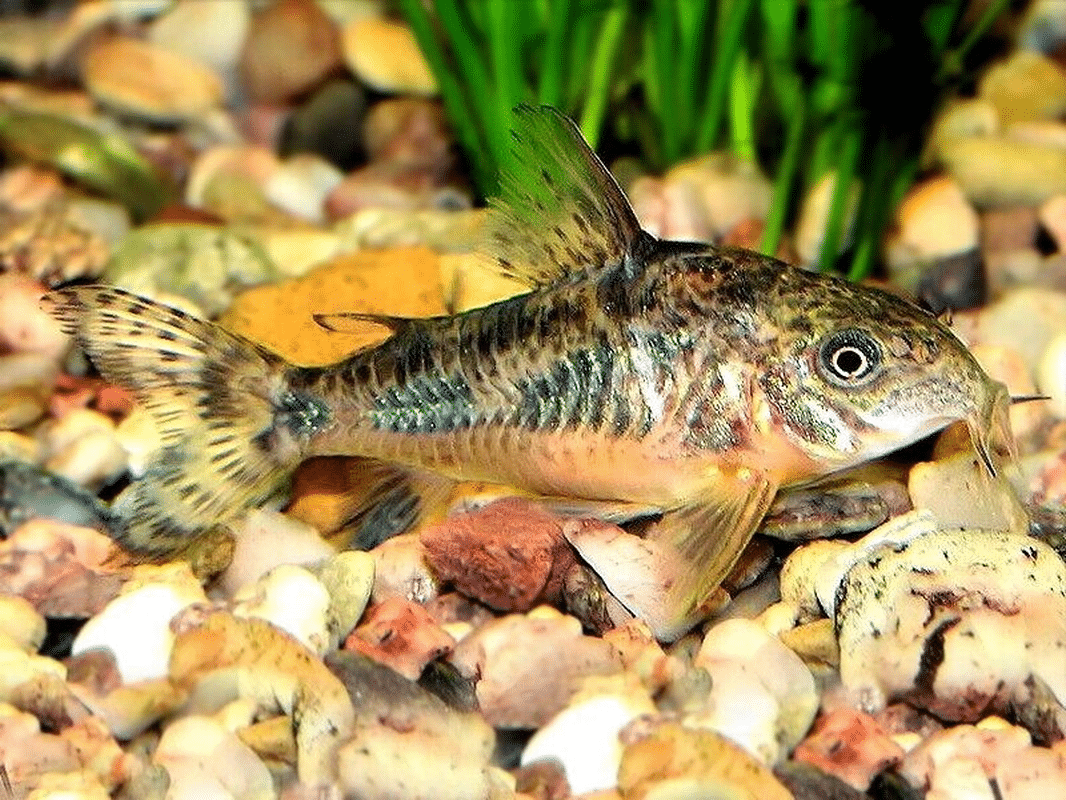 Peppered Cory – Corydoras Paleatus – Mottled Corydoras – South American ...