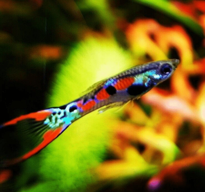 Premier Endler Rainbow Guppy Assorted Male Lovely Fish Aquatropics