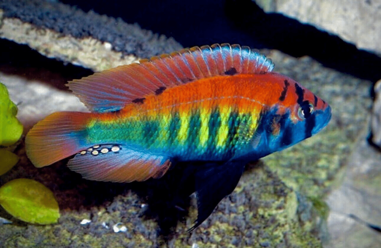 Stunning Haplochromis Nyererei Pundamilla Lake Victoria Malawi Cichlids ...