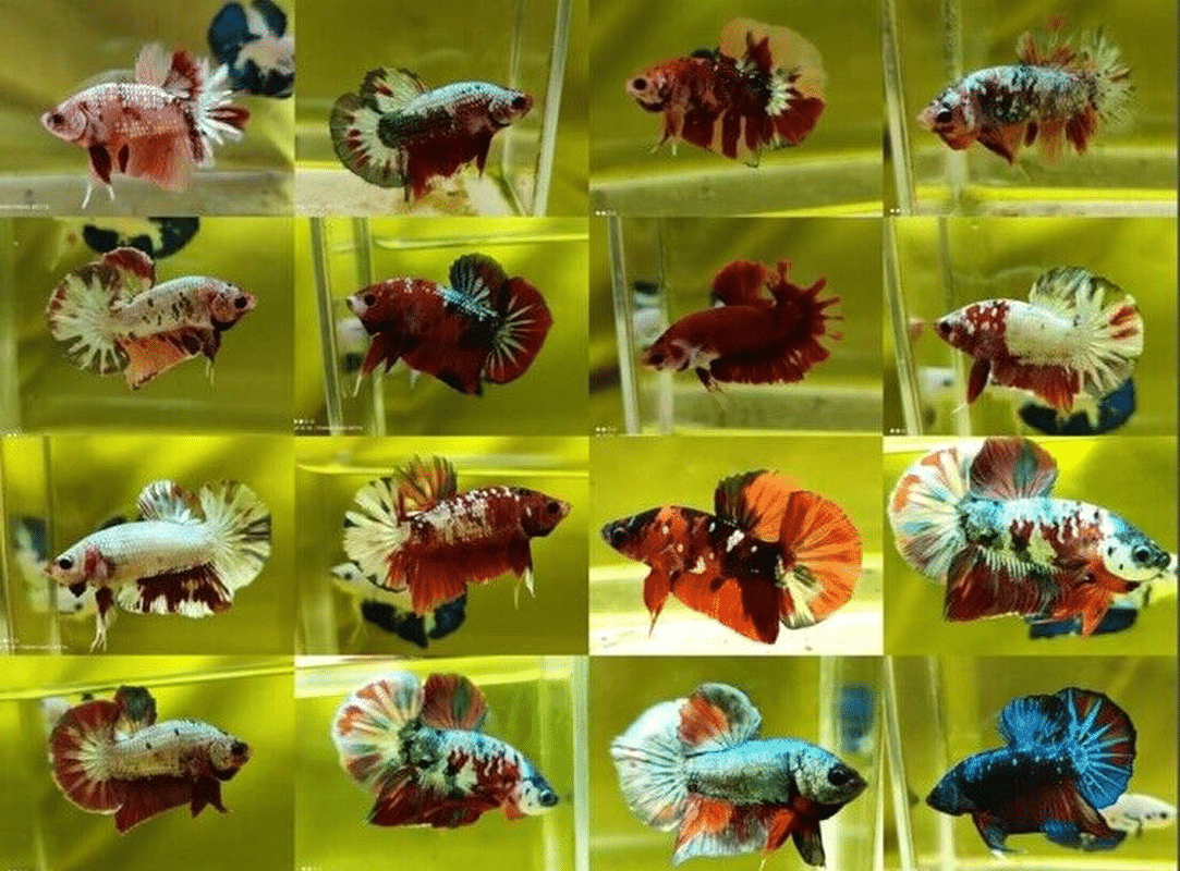 STUNNING HMPK MIX MALE BETTA SPLEND BEAUTIFUL FISH - AquaTropics