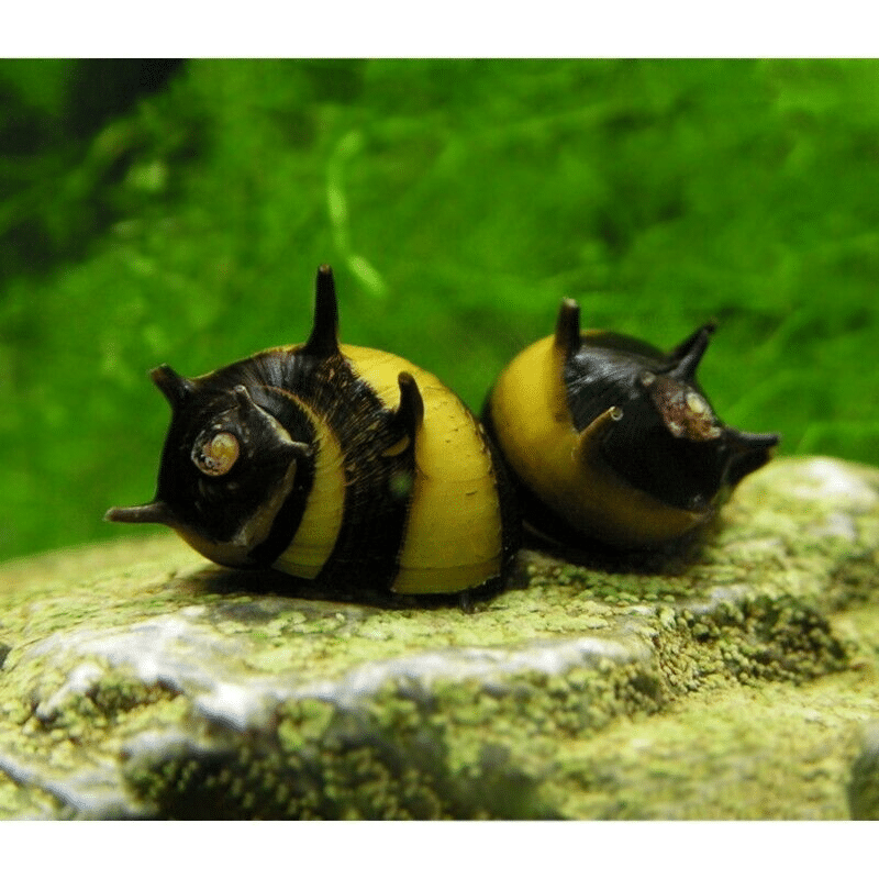 Zebra Horned Nerite Snail – Clithon Corona «Zebra» – Aquatic Gastropod ...