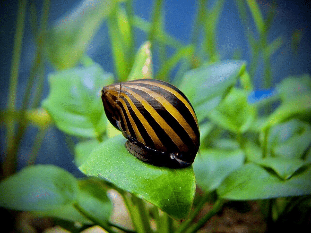 Zebra Nerite Snail Algae Eater 2Cm Neritina Natalensis - AquaTropics