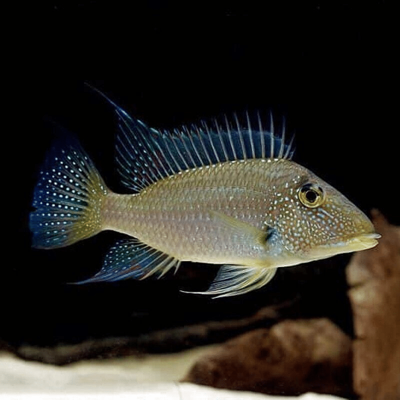 Satanoperca Jurupari – Demon Eartheater – South American Cichlid ...