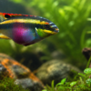 Rainbow Kribensis – Pelvicachromis Pulcher – African Dwarf Cichlid 1 RAINBOW CRIB CICHLID