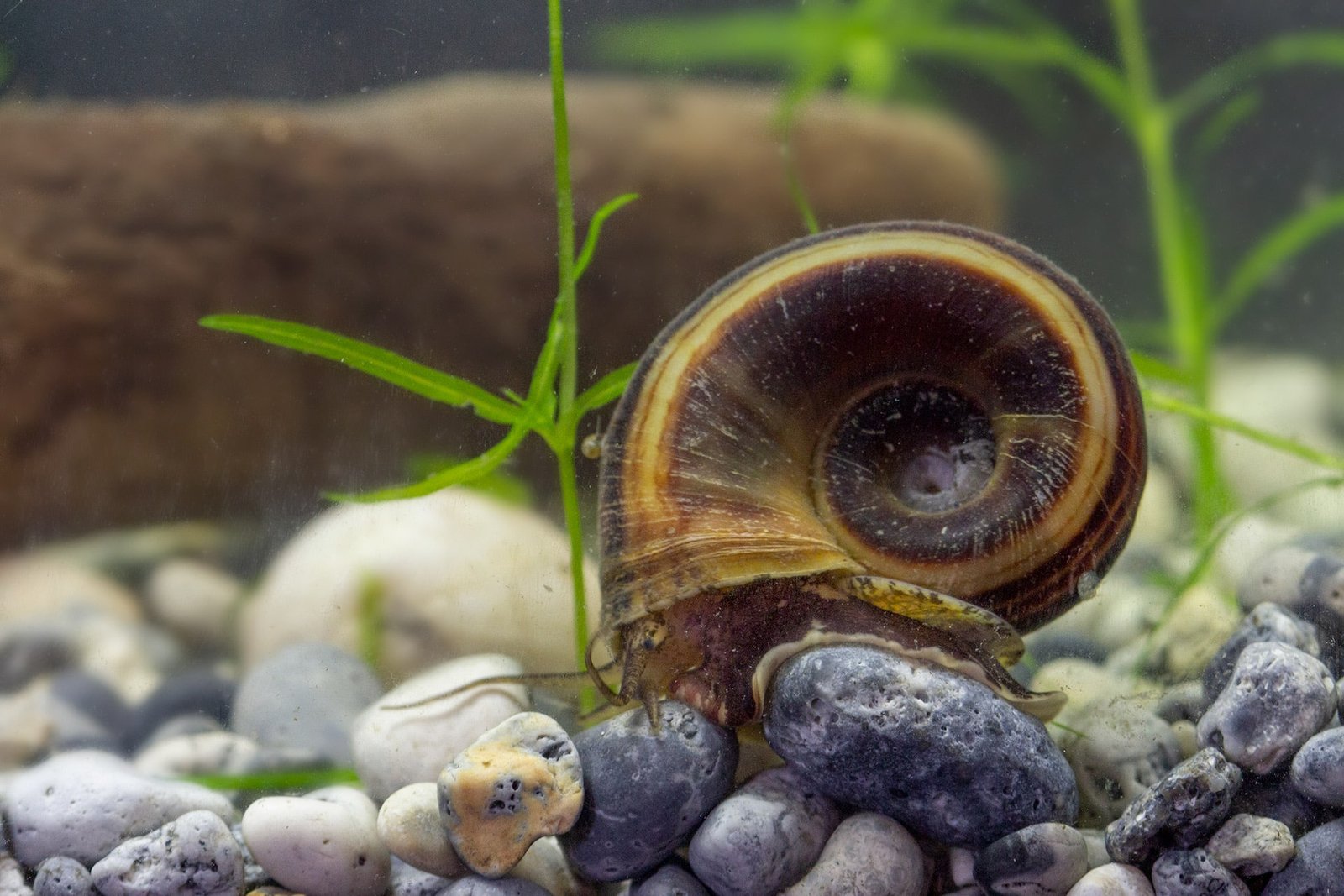 Giant Ramshorn Snail Marisa Cornuarietis Freshwater Gastropod Buy 