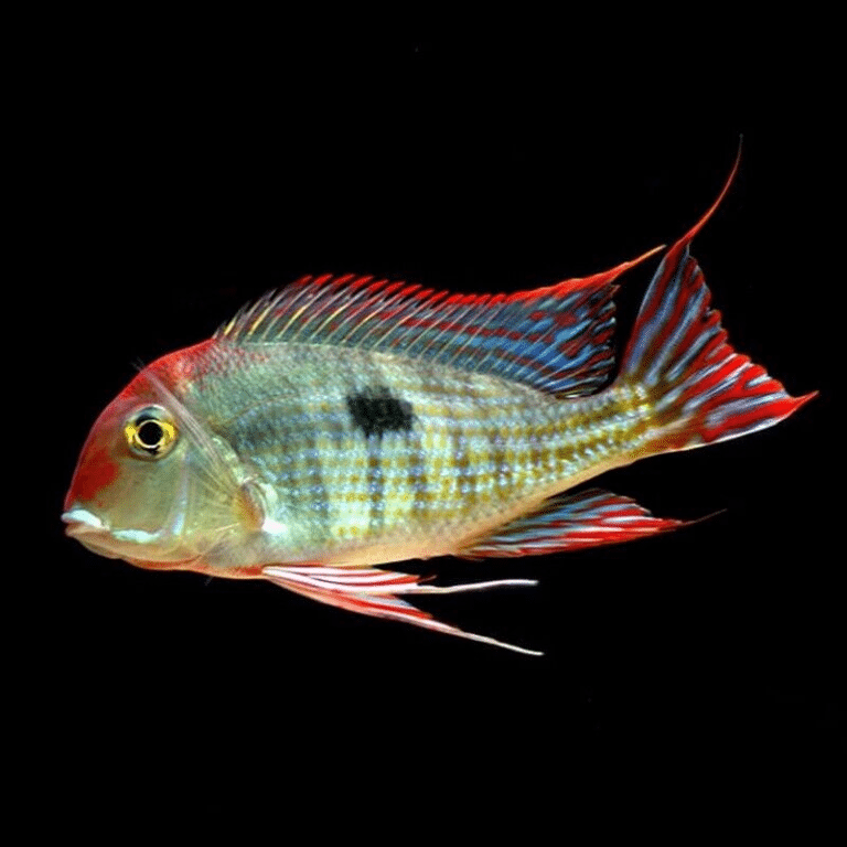 Tapajos Red Head Cichlid - Geophagus Sp. - South American Cichlid ...