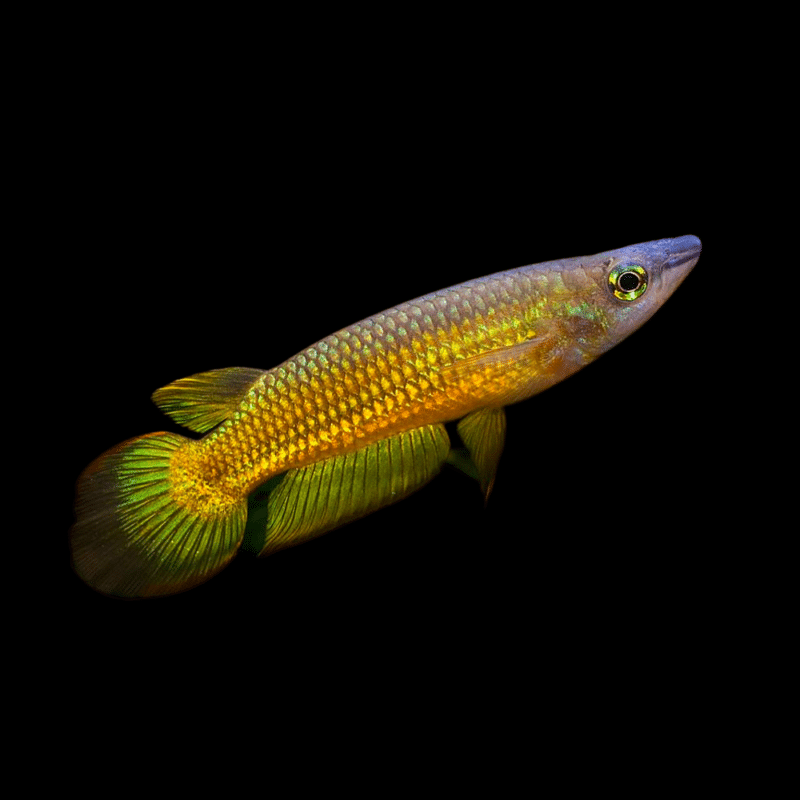 gold-striped-panchax-pair-aplocheilus-lineatus-gold-killifish-buy