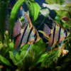 Rio Nanay Angelfish