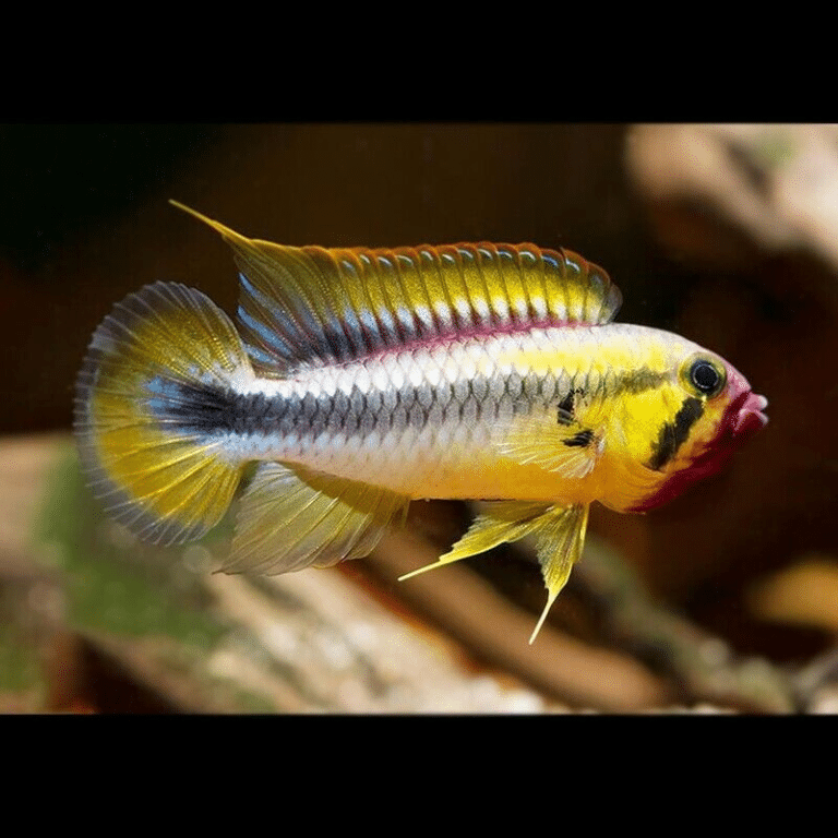 PAIR Apistogramma Sp. Wilhelmi - Wilhelm'S Dwarf Cichlid - Rio Abacaxis ...