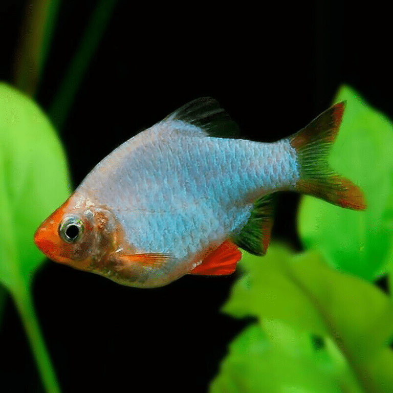 Fish - AquaTropics