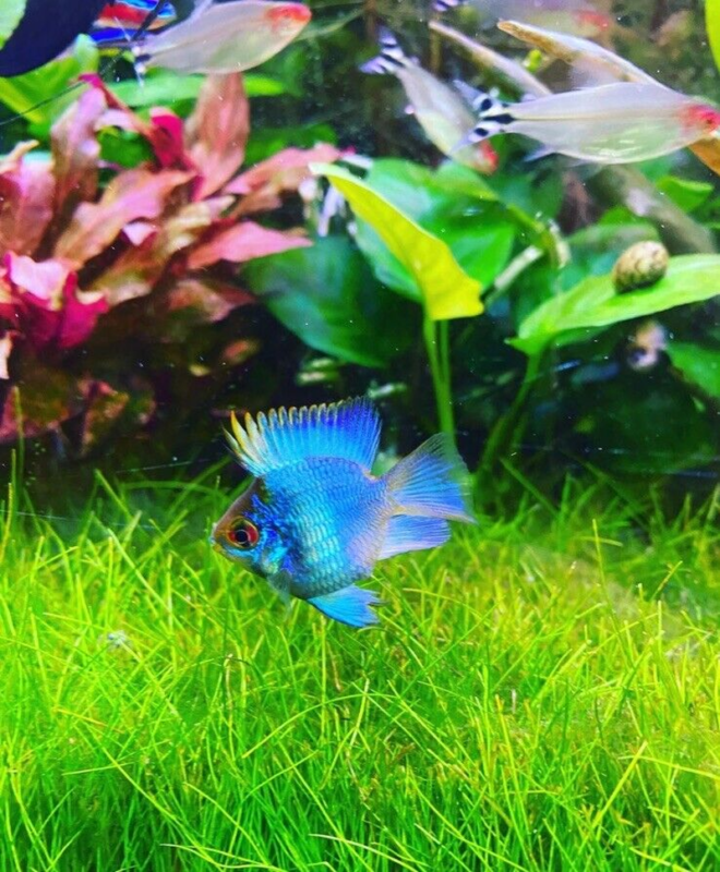 Photo inspiration: Gallery Detail: Ramirezi Electric Ballon Blue Dwarf Cichlid Beautiful Live Fish