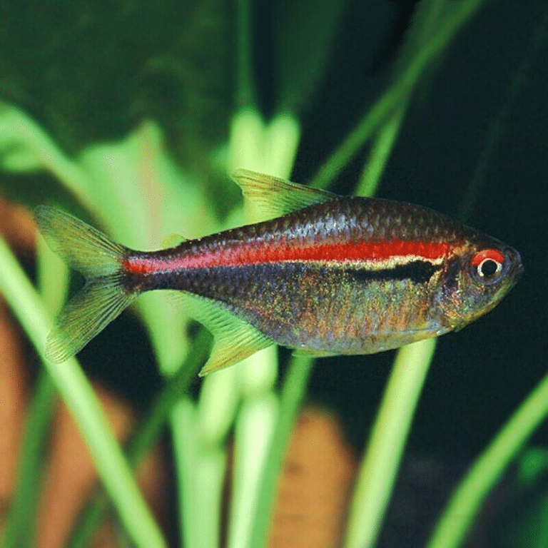 10 X Red-Line Tetras - Hyphessobrycon Amapaensis - South American ...