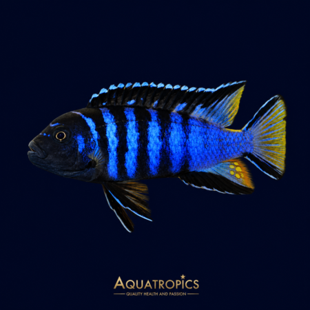 # Chindongo elongatus – Elongate Mbuna Cichlid | Lake Malawi Cichlid