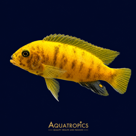Gold Mundola Point Zebra Mbuna (Maylandia zebra), a colourful Lake Malawi cichlid