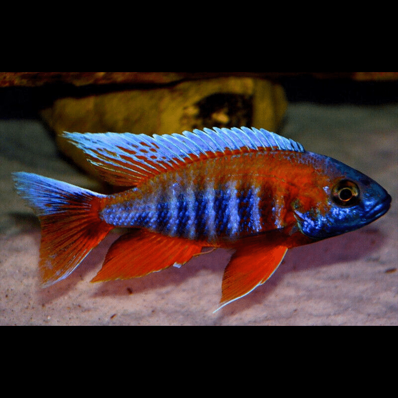 Freiberg S Peacock Cichlid Aulonocara Jacobfreibergi Malawi Cichlid 