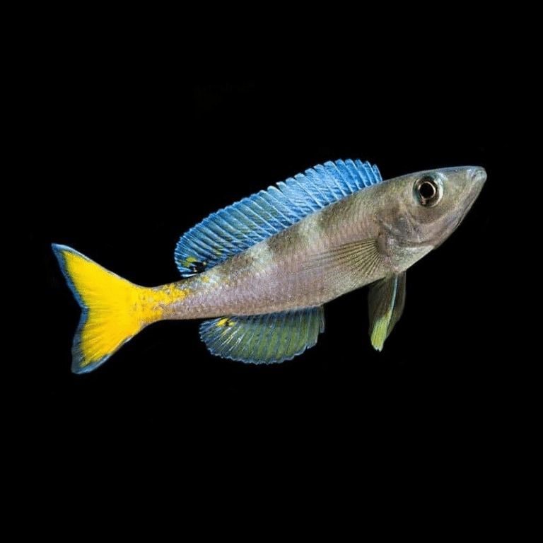 Gold Sardine Cichlid - Cyprichromis Leptosoma «Gold» - Lake Tanganyika ...