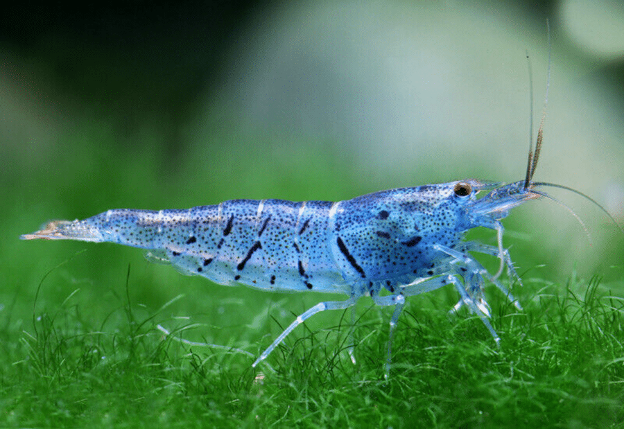 Aura Blue Shrimp - Caridina Serrata - Aquatic Invertebrate - Crustacean ...