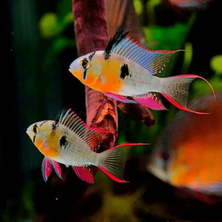 Dwarf Cichlid