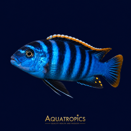 Red Dorsal Dogtooth Cichlid (Cynotilapia afra), a striped Lake Malawi cichlid
