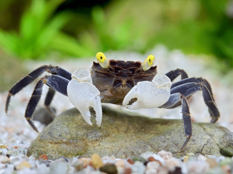 Golden Eyes Vampire Crab - Geosesarma Sp. - Decapod Crustacean ...