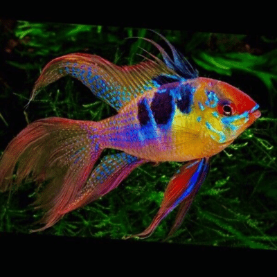 Buy Healthy Live Aquarium Fish & Supplies Online - AquaTropics