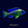 # Aulonocara stuartgranti ‘Chiwindi’ – Blue Neon Peacock Cichlid | Malawi Cichlid