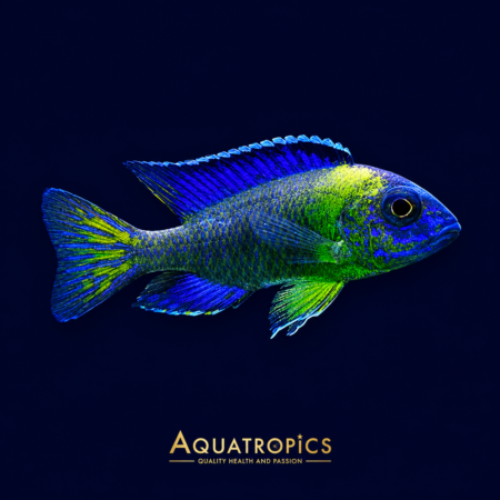 # Aulonocara stuartgranti ‘Chiwindi’ – Blue Neon Peacock Cichlid | Malawi Cichlid