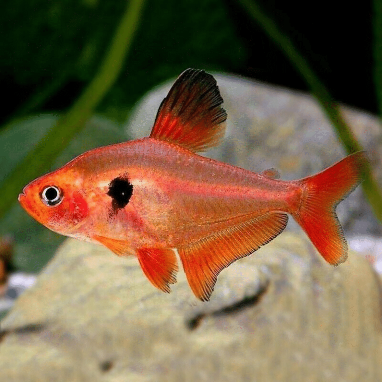 10 X Red Phantom Tetras - Hyphessobrycon Sweglesi - South American ...