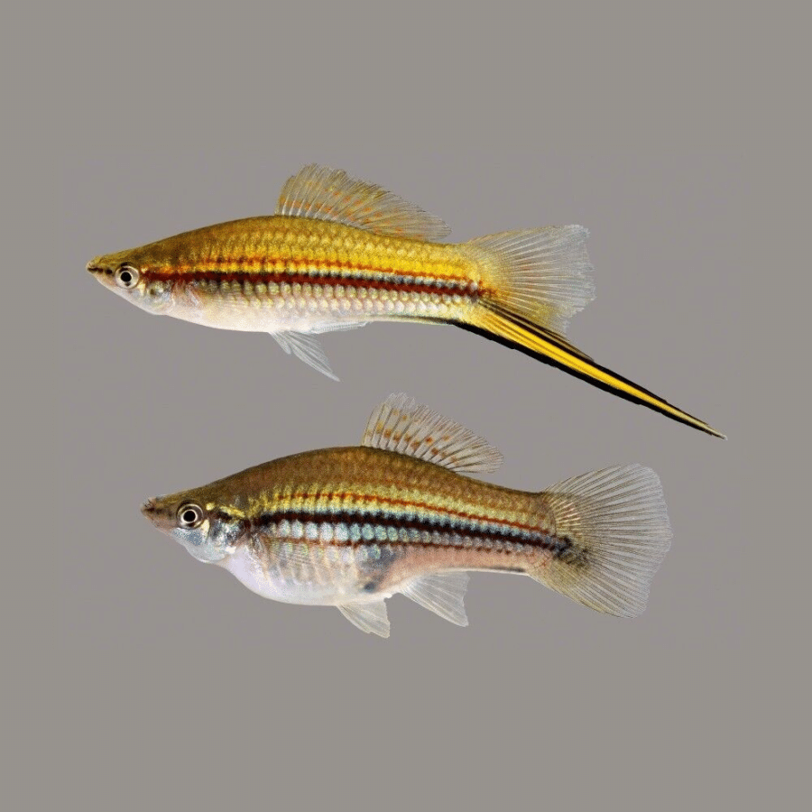 Pair of Xiphophorus Hellerii «Yucatán» - Wild Swordtail - Mexico ...