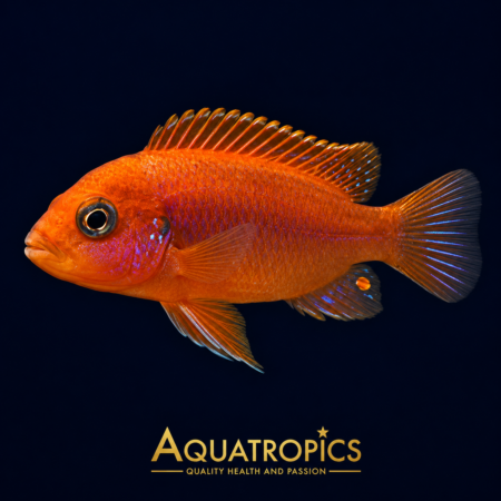 Orange Hongi Cichlid (Labidochromis hongi), a colourful Lake Malawi African cichlid