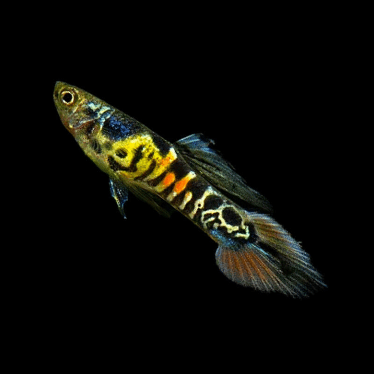 Tiger Dwarf Guppy - Male & Female - Poecilia Reticulata X Wingei ...