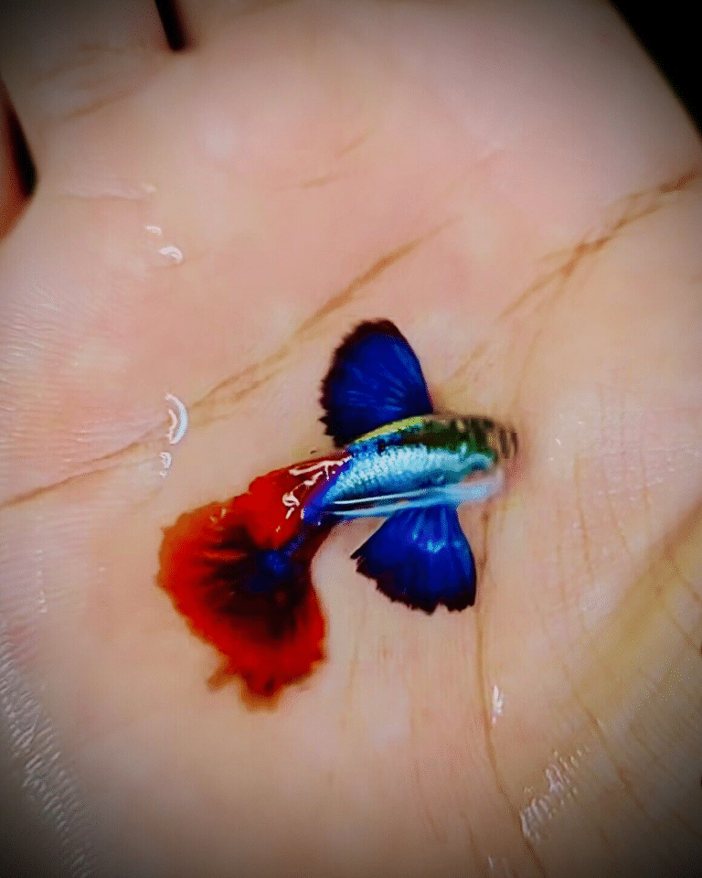 PREMIER GUPPY DUMBO EAR MIX ASSORTED MALE Randomly Selected - AquaTropics