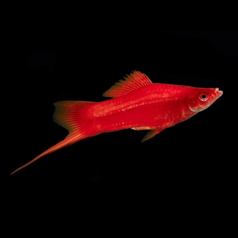 10 X Red Swordtails - Xiphophorus Hellerii - Livebearer - AquaTropics