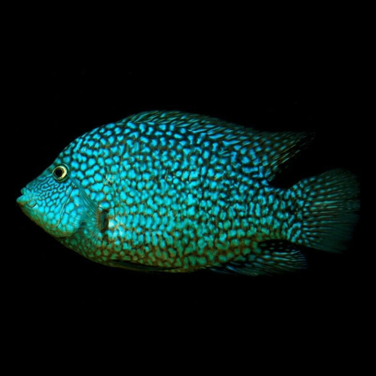 Herichthys Carpintis - Pearlscale Cichlid - Texas Cichlid - Mexican ...