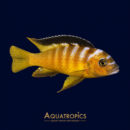 Usisya Mara Rock Cichlid (Chindongo elongatus), a striped Lake Malawi mbuna