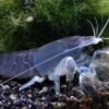 Atya gabonensis Blauwe Waaierhandgarnaal3 1