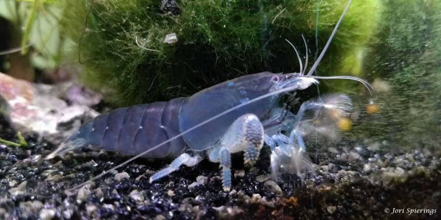 Atya gabonensis Blauwe Waaierhandgarnaal3 1