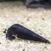 Black Devil Snail