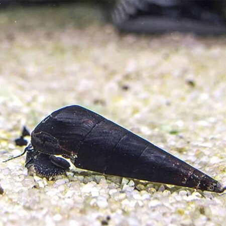 Black Devil Snail