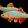CELESTIAL PEARL DANIO GALAXY RASBORA