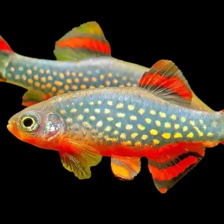 CELESTIAL PEARL DANIO GALAXY RASBORA