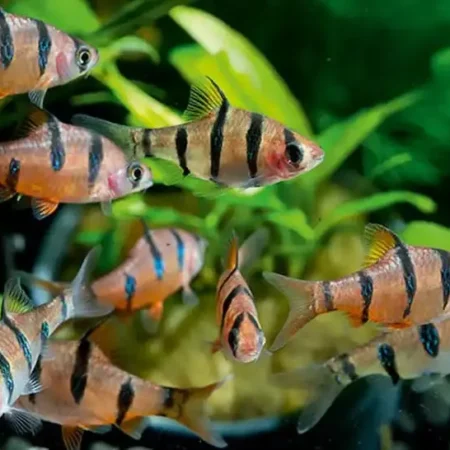 Five Banded Barb Desmopuntius Pentazona 2